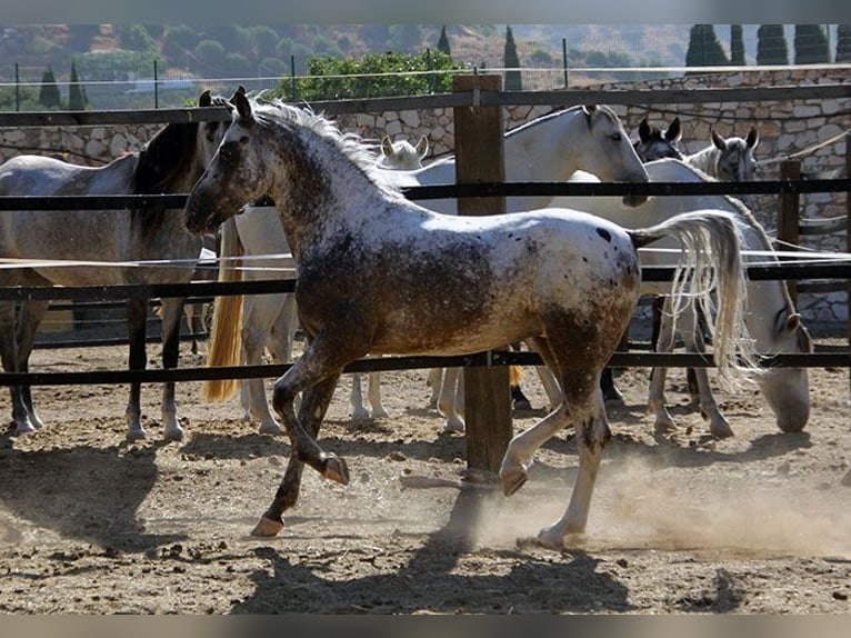 Appaloosa Mix Castrone 5 Anni 155 cm Pezzato in Mijas