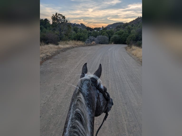 Appaloosa Mix Castrone 5 Anni 155 cm Pezzato in Mijas