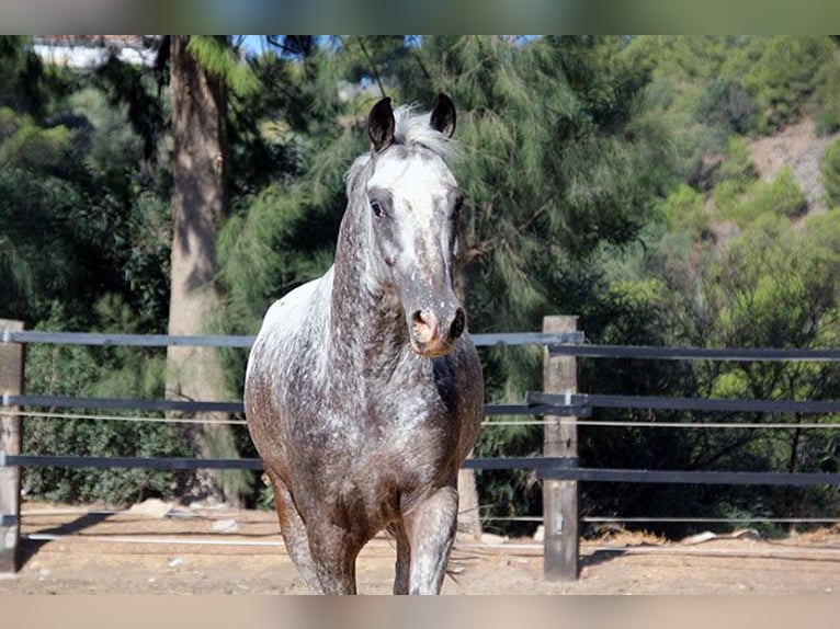 Appaloosa Mix Castrone 5 Anni 155 cm Pezzato in Mijas