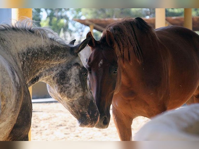 Appaloosa Mix Castrone 5 Anni 155 cm Pezzato in Mijas