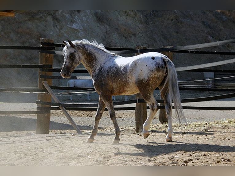 Appaloosa Mix Castrone 5 Anni 155 cm Pezzato in Mijas