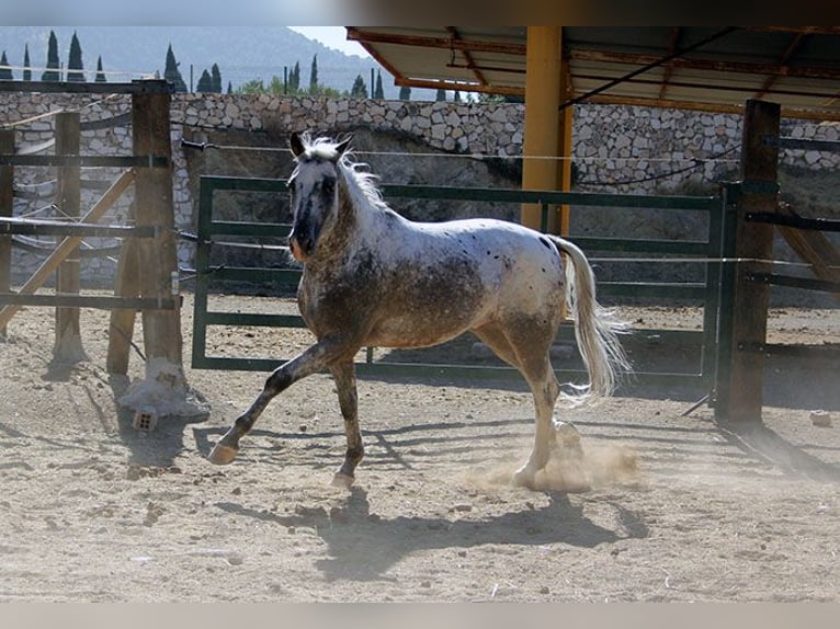 Appaloosa Mix Castrone 5 Anni 155 cm Pezzato in Mijas