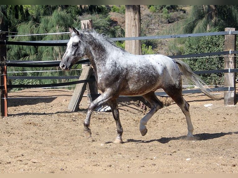 Appaloosa Mix Castrone 5 Anni 155 cm Pezzato in Mijas