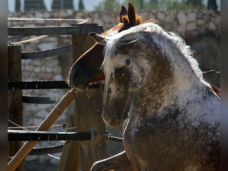 Appaloosa Mix Castrone 5 Anni 155 cm Pezzato in Mijas