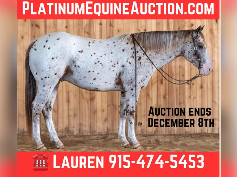 Appaloosa Castrone 5 Anni 155 cm Sauro scuro in El Paso TX