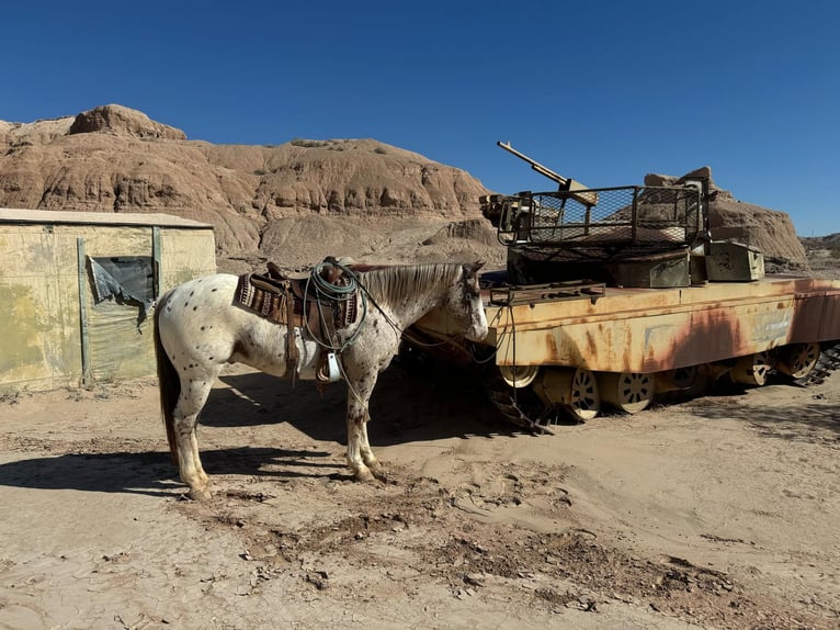 Appaloosa Castrone 5 Anni 155 cm Sauro scuro in El Paso TX