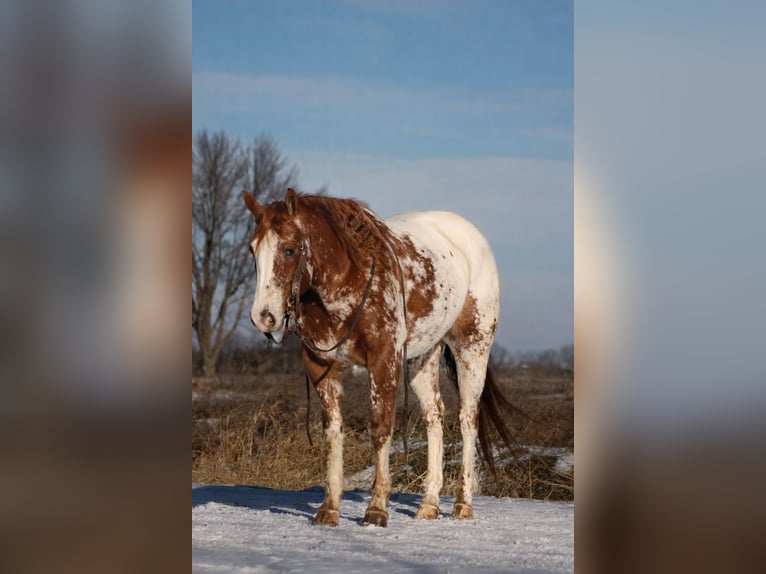 Appaloosa Castrone 5 Anni 155 cm Sauro scuro in Cincinnati, IA