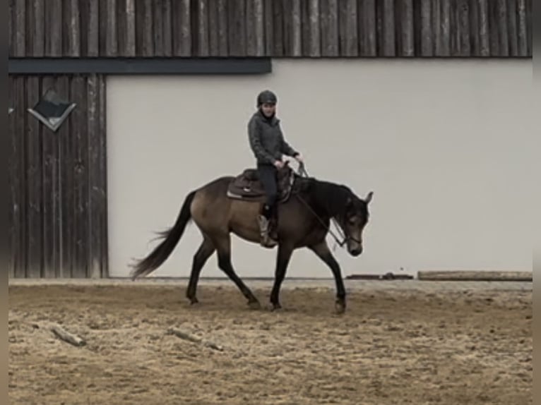 Appaloosa Castrone 5 Anni 157 cm Pelle di daino in Daleiden