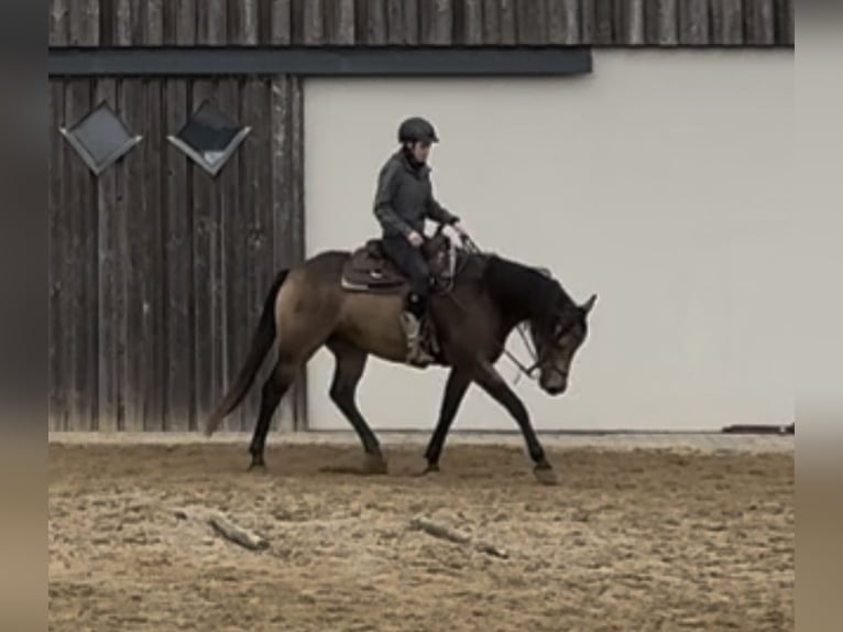 Appaloosa Castrone 5 Anni 157 cm Pelle di daino in Daleiden