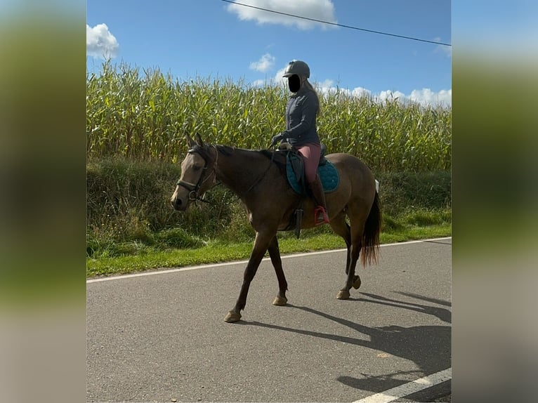 Appaloosa Castrone 5 Anni 157 cm Pelle di daino in Daleiden