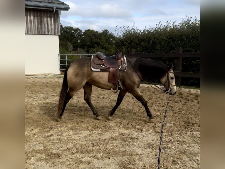 Appaloosa Castrone 5 Anni 157 cm Pelle di daino in Daleiden