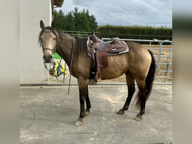 Appaloosa Castrone 5 Anni 157 cm Pelle di daino in Daleiden