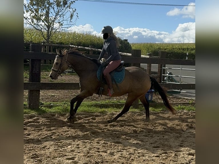 Appaloosa Castrone 5 Anni 157 cm Pelle di daino in Daleiden