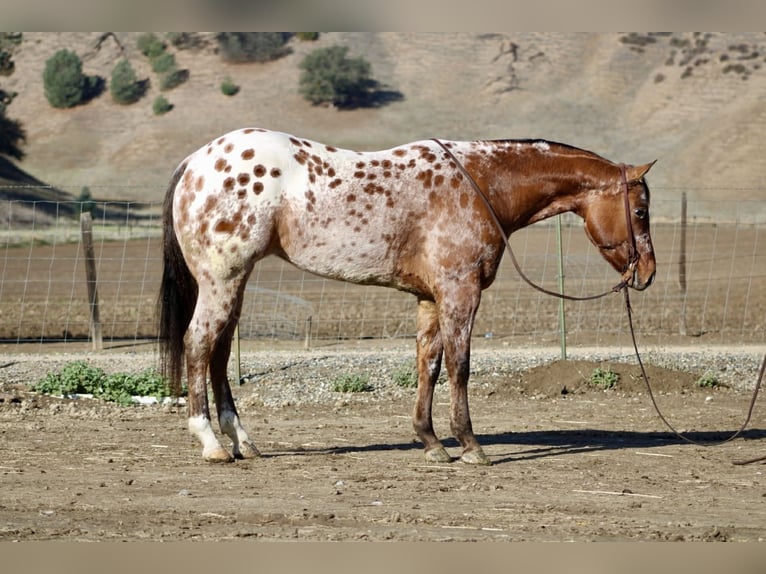 Appaloosa Castrone 5 Anni 157 cm Pelle di daino in Paicines CA