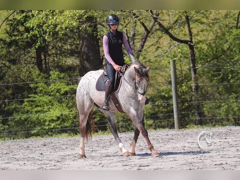 Appaloosa Mix Castrone 5 Anni 157 cm Roano blu in Clover, SC