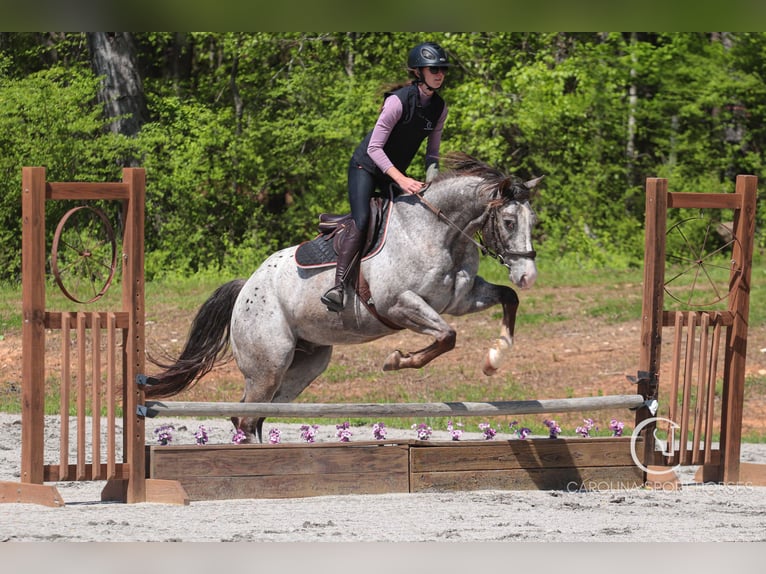 Appaloosa Mix Castrone 5 Anni 157 cm Roano blu in Clover, SC