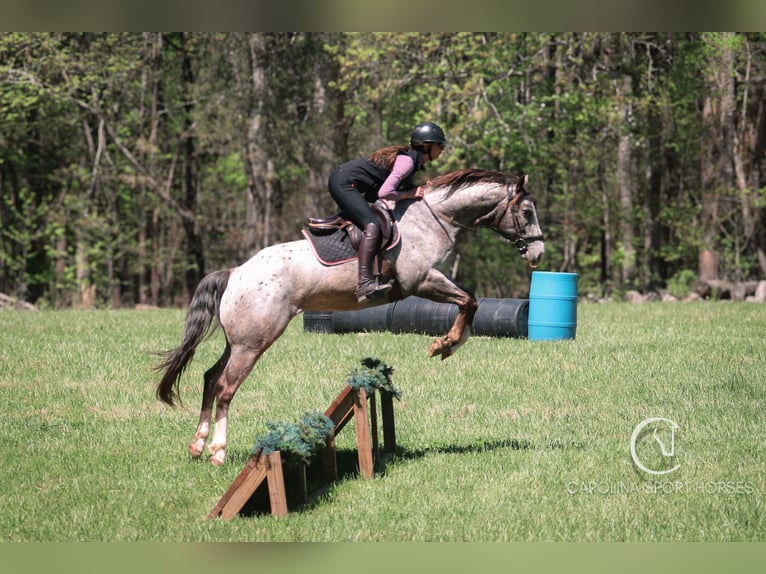 Appaloosa Mix Castrone 5 Anni 157 cm Roano blu in Clover, SC