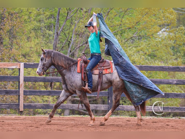 Appaloosa Mix Castrone 5 Anni 157 cm Roano blu in Clover, SC