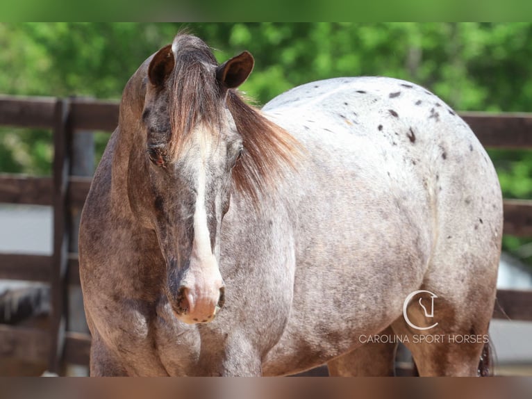 Appaloosa Mix Castrone 5 Anni 157 cm Roano blu in Clover, SC