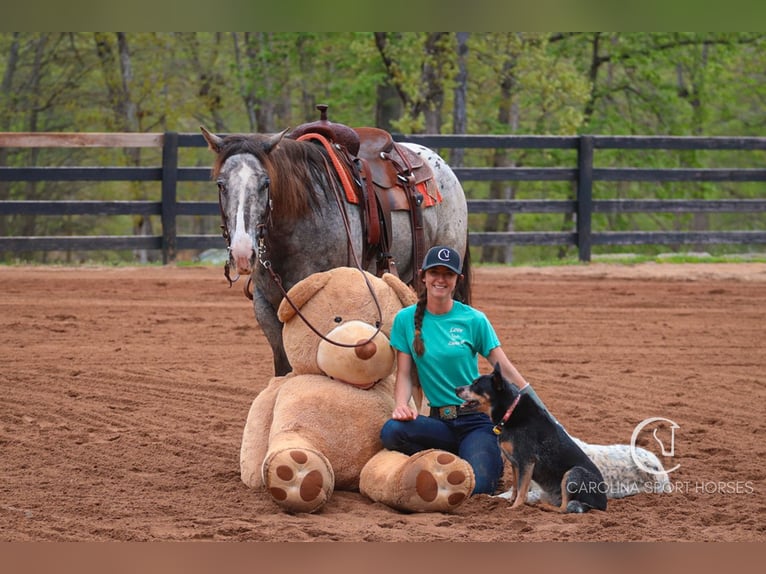 Appaloosa Mix Castrone 5 Anni 157 cm Roano blu in Clover, SC