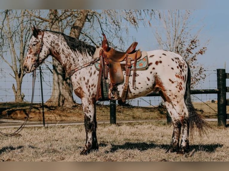 Appaloosa Castrone 5 Anni 160 cm Baio ciliegia in Flemingsburg, KY