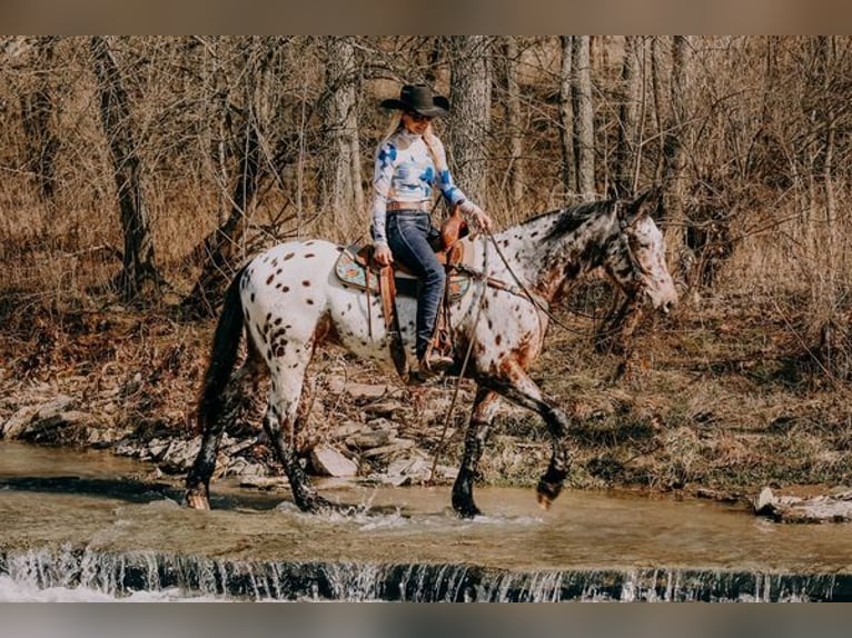 Appaloosa Castrone 5 Anni 160 cm Baio ciliegia in Flemingsburg, KY