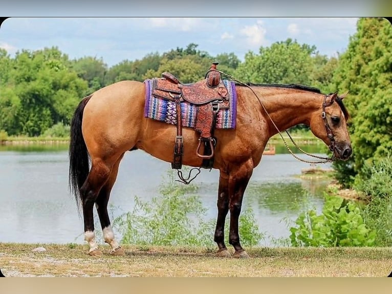Appaloosa Castrone 5 Anni 160 cm Pelle di daino in Robards