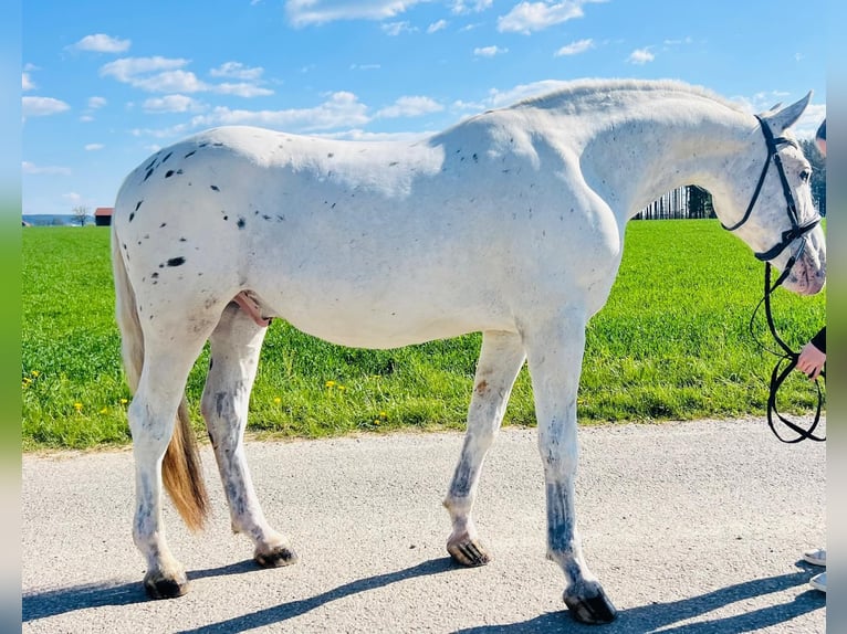 Appaloosa Castrone 5 Anni 161 cm  in GROTE-BROGEL