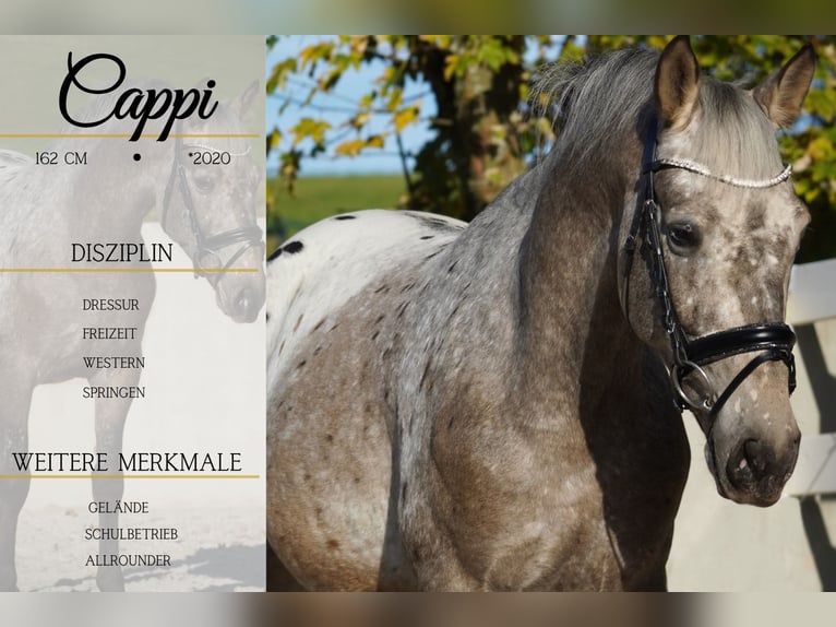 Appaloosa Mix Castrone 5 Anni 162 cm Leopard in Nettersheim