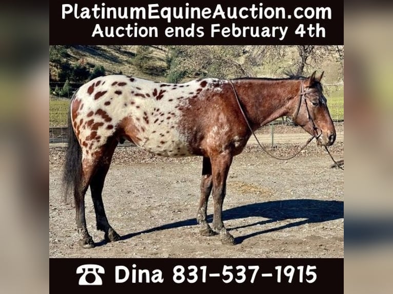 Appaloosa Castrone 5 Anni Baio ciliegia in Paicines, CA