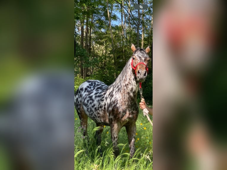 Appaloosa Castrone 5 Anni Leopard in Porriño, O (Santa Maria)