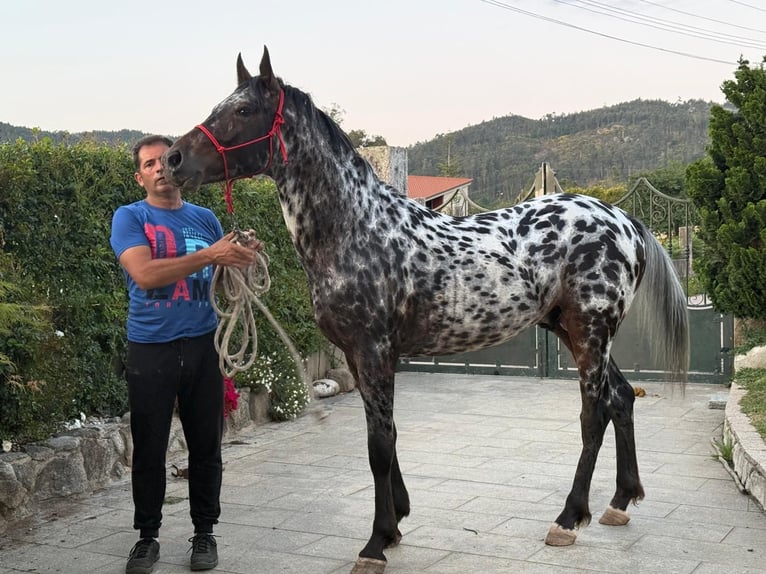 Appaloosa Castrone 5 Anni Leopard in Porriño, O (Santa Maria)
