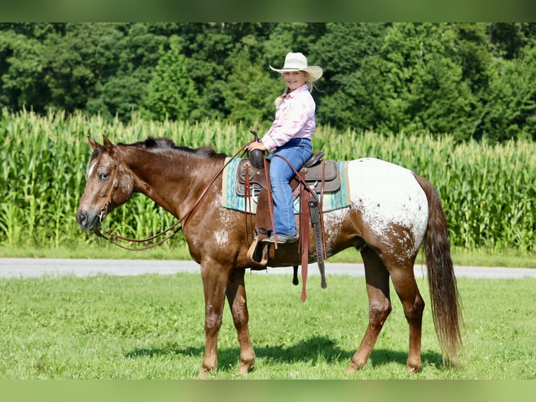 Appaloosa Castrone 5 Anni Sauro ciliegia in Crab Orchard