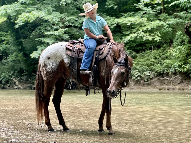 Appaloosa Castrone 5 Anni Sauro ciliegia in Crab Orchard