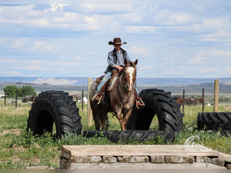 Appaloosa Castrone 5 Anni Sauro scuro in Cody