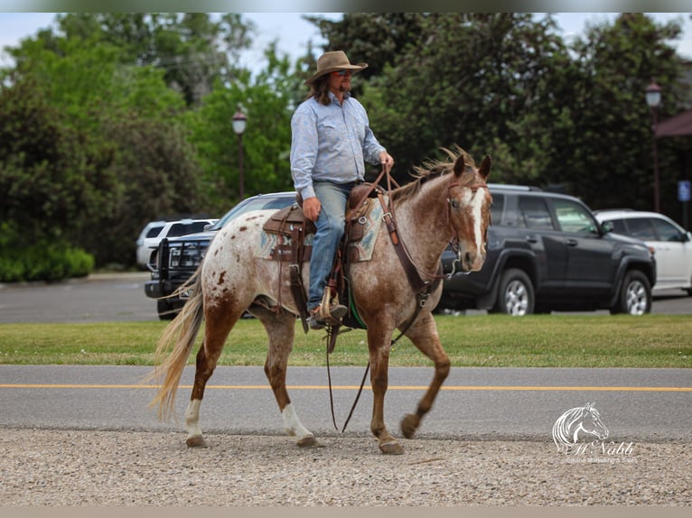 Appaloosa Castrone 5 Anni Sauro scuro in Cody