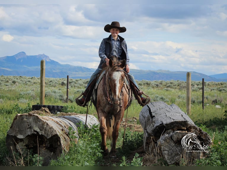 Appaloosa Castrone 5 Anni Sauro scuro in Cody