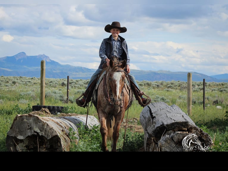 Appaloosa Castrone 5 Anni Sauro scuro in Cody