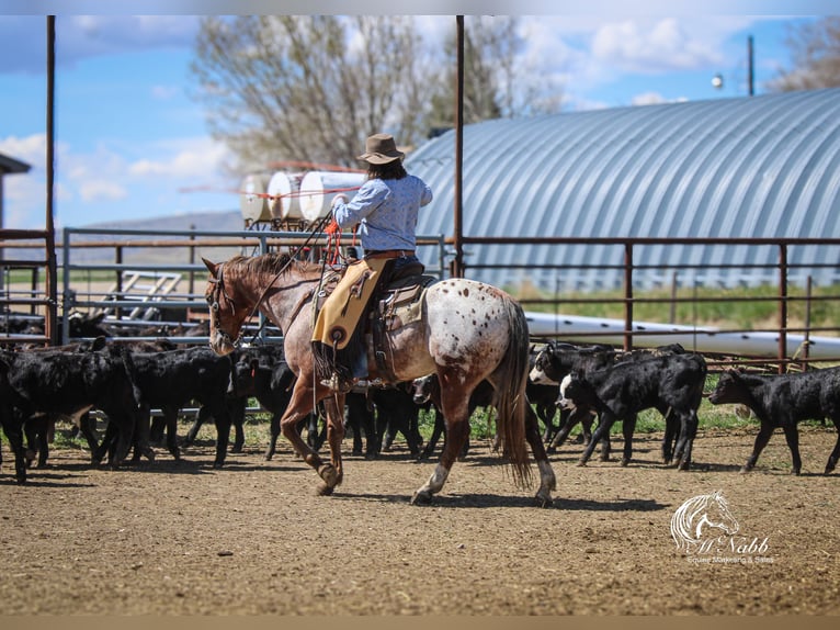 Appaloosa Castrone 5 Anni Sauro scuro in Cody
