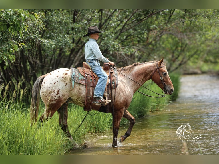 Appaloosa Castrone 5 Anni Sauro scuro in Cody
