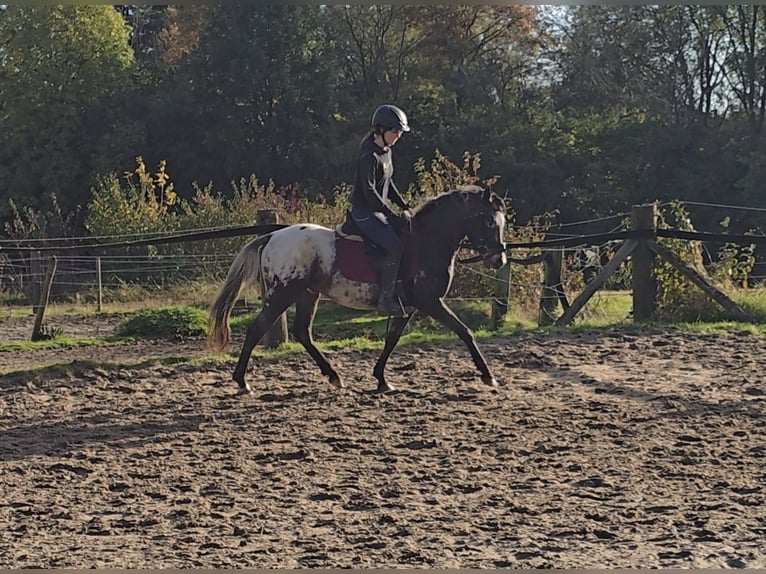 Appaloosa Mix Castrone 6 Anni 136 cm Bianco in Mülheim an der Ruhr