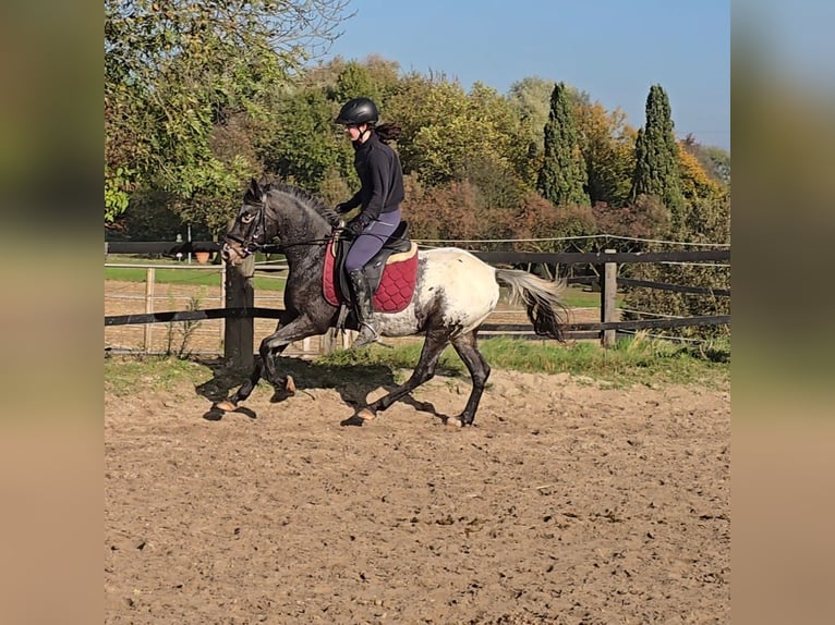 Appaloosa Mix Castrone 6 Anni 136 cm Bianco in Mülheim an der Ruhr