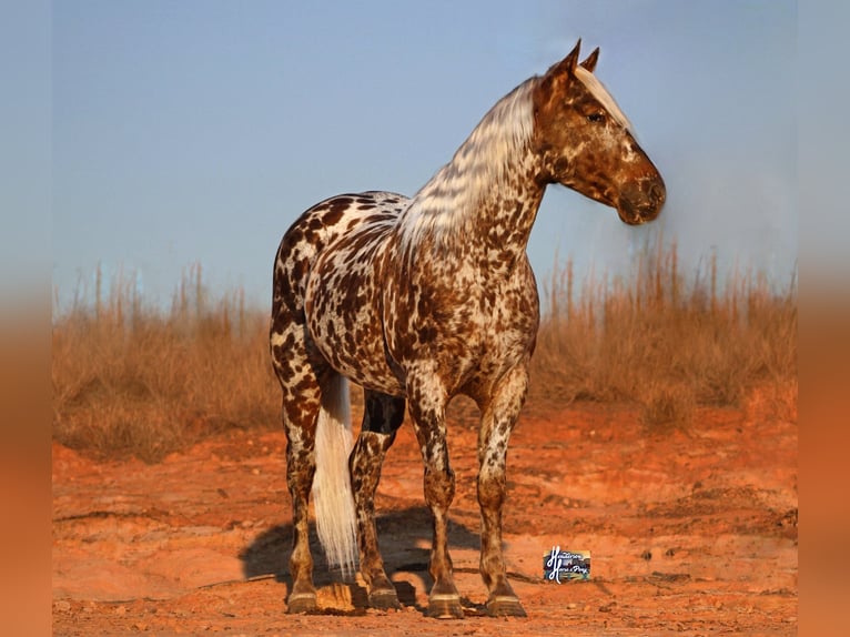 Appaloosa Castrone 6 Anni 145 cm in Elkhart