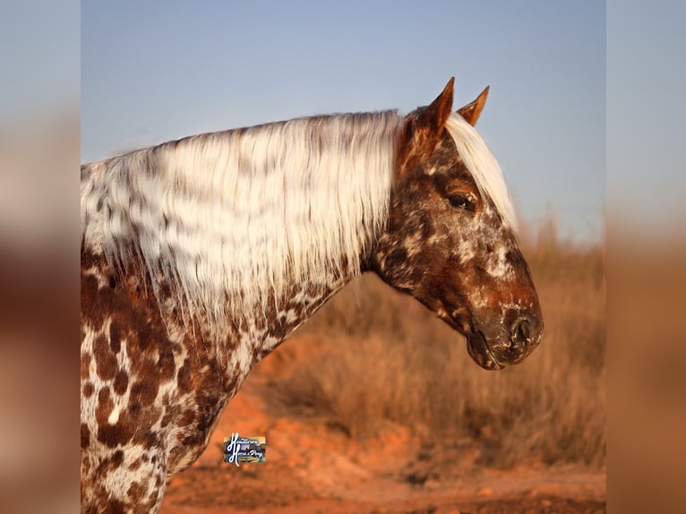 Appaloosa Castrone 6 Anni 145 cm in Elkhart