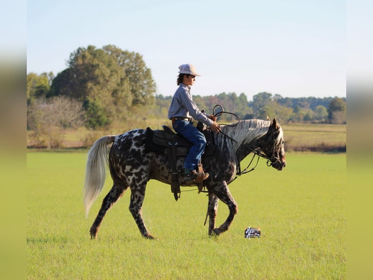 Appaloosa Castrone 6 Anni 145 cm in Elkhart