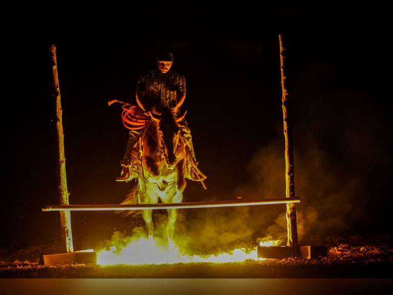 Appaloosa Castrone 6 Anni 145 cm Sauro scuro in Ripley