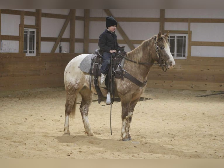 Appaloosa Castrone 6 Anni 147 cm Roano rosso in Sonora Ky