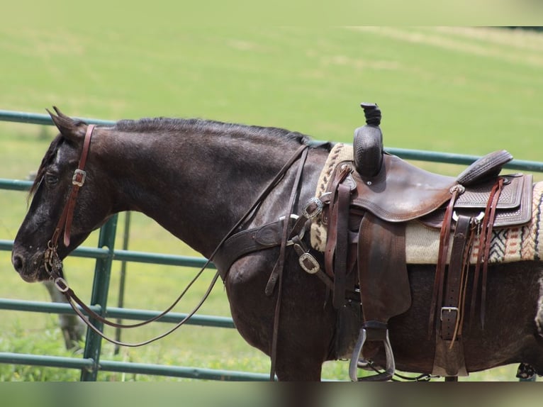 Appaloosa Castrone 6 Anni 150 cm Morello in Tompkinsville Ky