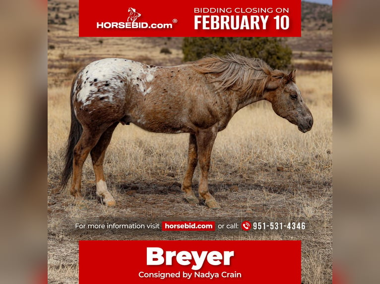 Appaloosa Castrone 6 Anni 150 cm in Camp Verde, AZ