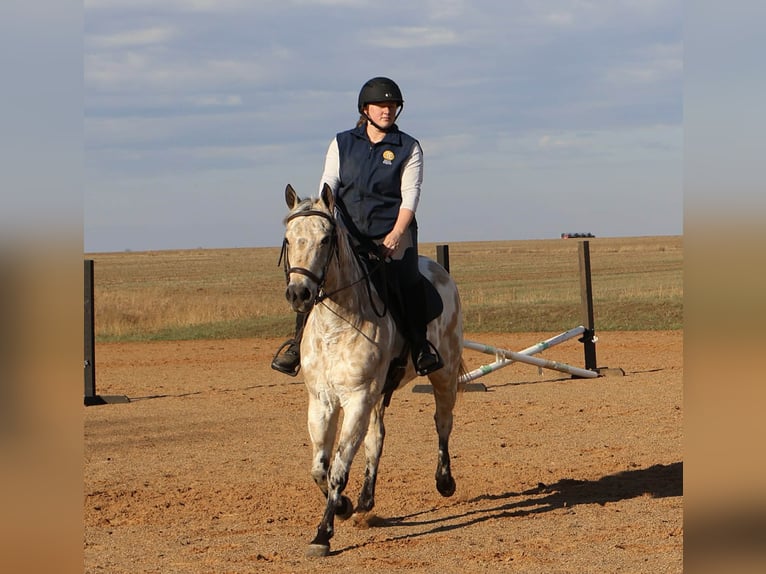 Appaloosa Castrone 6 Anni 150 cm Pelle di daino in Auburn